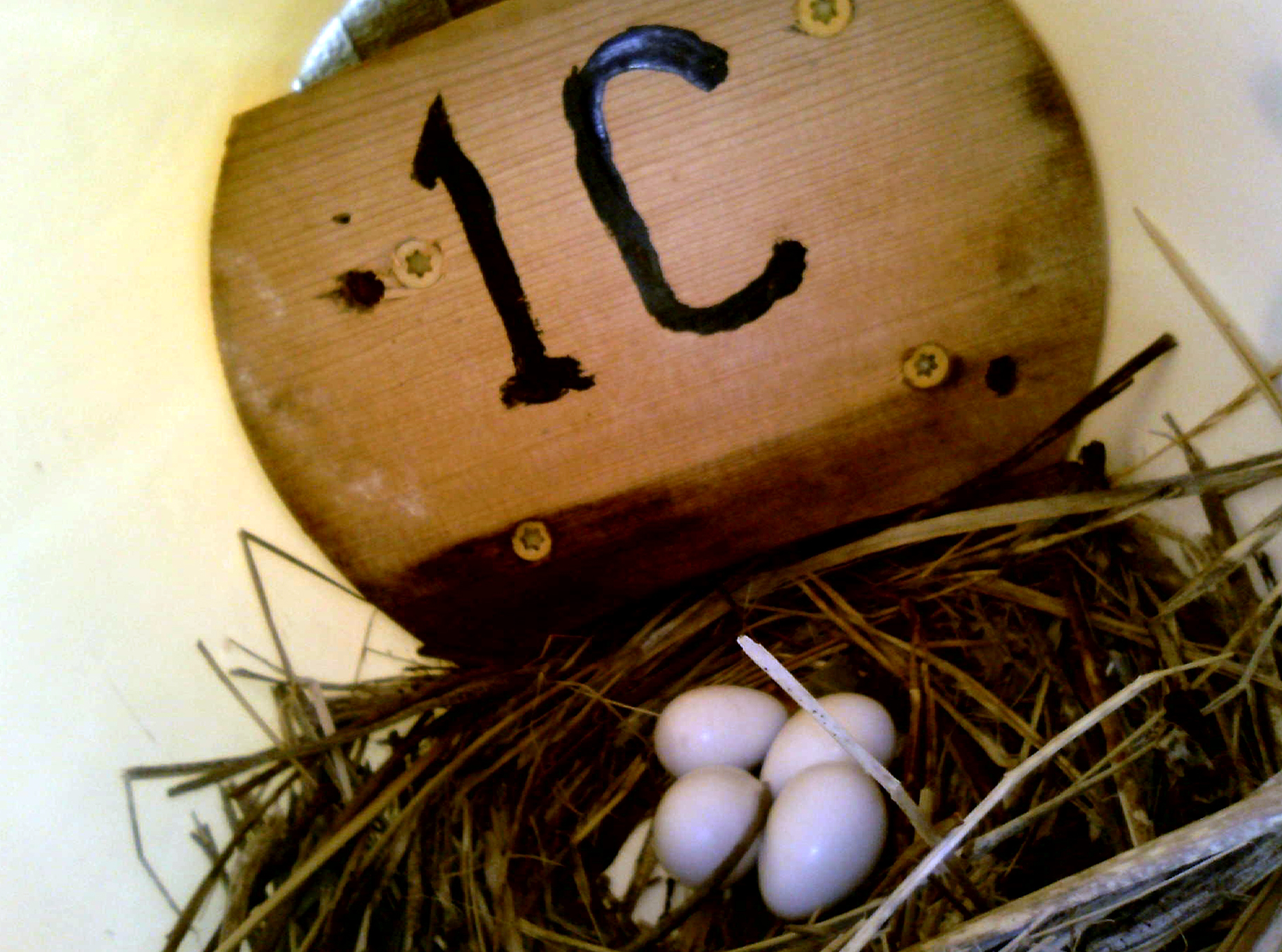 OPAS 1C